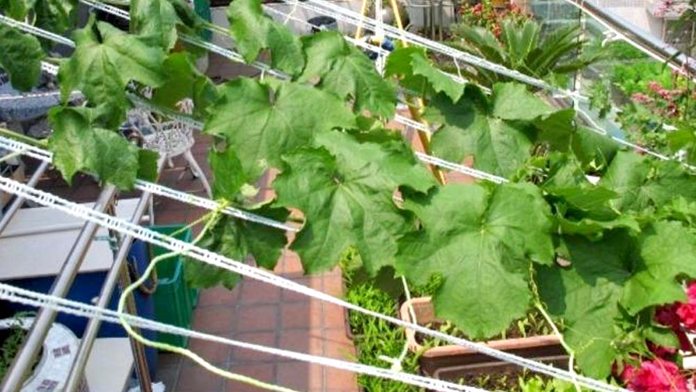 আগে বাড়ির চার পাশে আম কাঠালের বড়সড় গাছ থাকত। আর সেই সব গাছের ছায়ায় ঠান্ডা থাকত বাড়ি। সেই সব গাছ এখন না থাকলেও বাড়ির ছাদে মাচা করে লাগাতে পারেন লাউ-চালকুমড়োর মতো গাছ। দেওয়াল ধরে নামা গুল্ম জাতীয় গাছও লাগাতে পারেন।