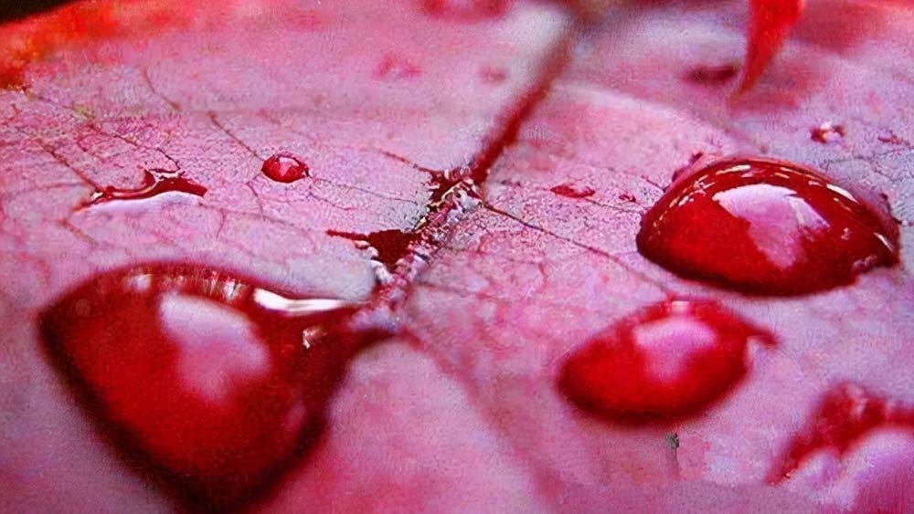 যাঁরা এই বৃষ্টির পিছনে ভিন্‌গ্রহীদের ‘হাত’ দেখেছিলেন, তাঁদের বক্তব্য ছিল এই ঘটনা ছিল ‘ঐশ্বরিক অভিশাপ’-এর নিদর্শন। আবার অনেকের মতে এই ঘটনা পৃথিবী ধ্বংস হওয়ার সূত্রপাত।