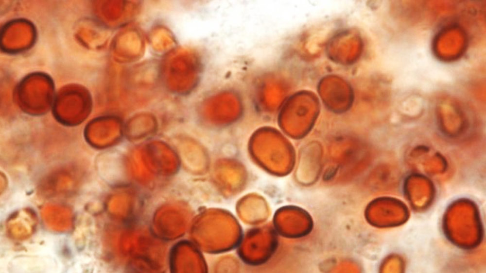 তবে এই সব তত্ত্বের মধ্যে সব চেয়ে প্রশংসনীয় ছিল পদার্থবিদ গডফ্রে লুই-এর আনা তত্ত্ব।