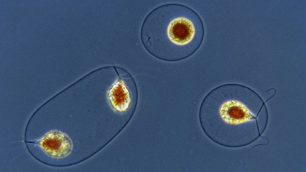 এতেই আরও সন্দেহ জাগে বিজ্ঞানীদের মনে। সাধারণ বৃষ্টির জলে এত বেশি পরিমাণ মৌলের উপস্থিতি লক্ষ করা যায় না।