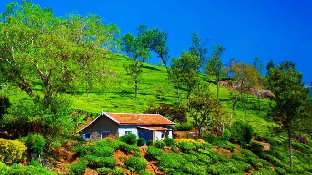 কুন্নুর: কুন্নুরও নীলগিরির কোলে অবস্থিত। উটি থেকে কুন্নুরের দূরত্ব ২০ কিলোমিটার। তবে উটির চেয়ে উচ্চতা কম কুন্নুরের। কুন্নুর নীলগিরি চা উৎপাদনের জন্য বিখ্যাত। এখানকার ক্যাথেরিন জলপ্রপাতটিও বেশ জনপ্রিয়।