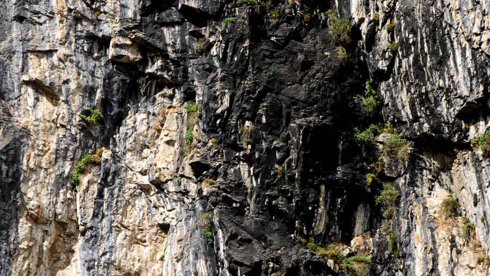 গবেষকেদের একাংশের অনুমান, বহু শতাব্দী ধরে ইউফোরবিয়া এবং ট্রাইফোলিয়াম উদ্ভিদের প্রজাতি থেকে নিঃসৃত ল্যাটেক্স এবং রজন নিঃসরণকারী উদ্ভিদের পচনে তৈরি হয় শিলাজিৎ।