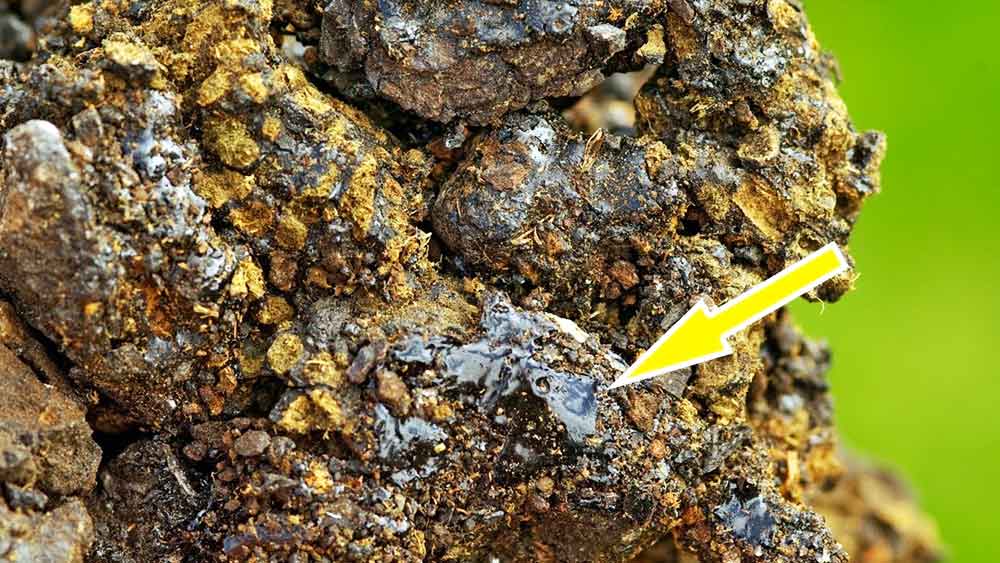 শরীরে টেস্টোস্টেরনের এই ঘাটতি ঠিক করতে অব্যর্থ শিলা়জিৎ। মাত্র তিন মাসেই শিলাজিৎ পুরুষের যৌনক্ষমতা অনেকাংশে বাড়িয়ে দেয় বলেও এক সমীক্ষায় দাবি করা হয়েছে।