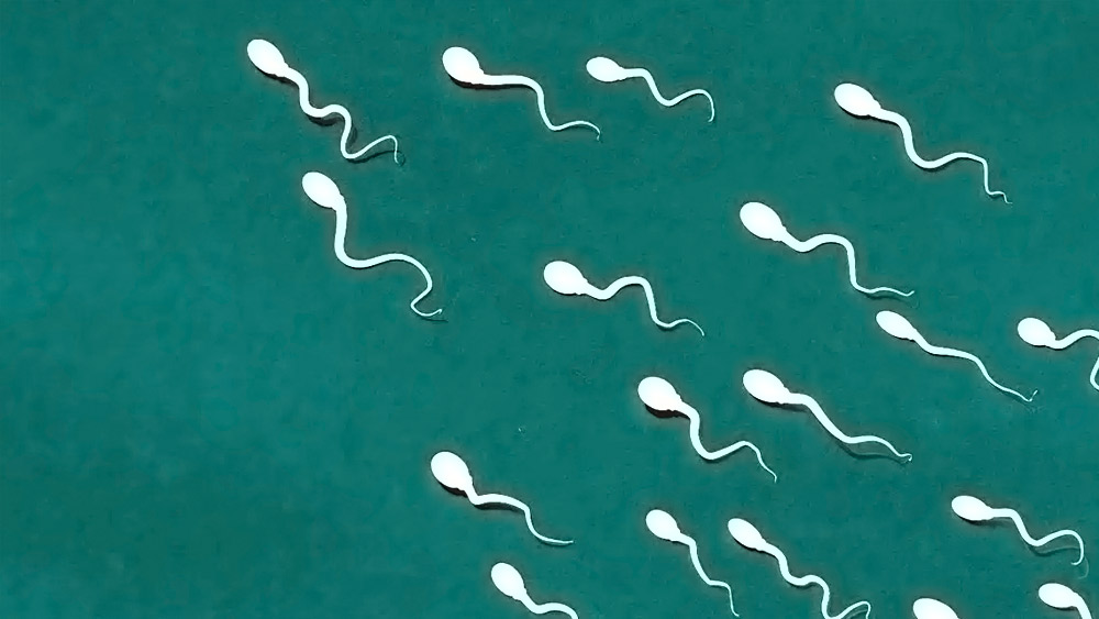 ৯০ দিন পরে গবেষণায় অংশ নেওয়া পুরুষদের ৬০ শতাংশের বীর্যে শুক্রাণুর পরিমাণ বাড়ে। ১২ শতাংশ পুরুষের মধ্যে শুক্রাণুর গতিশীলতাও বৃদ্ধি পায়।