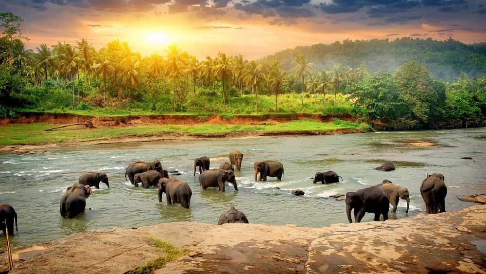 শ্রীলঙ্কা: বর্তমানে অস্থির রাজনৈতিক পরিস্থিতির মধ্যে থাকলেও পর্যটকদের পকেটের জন্য শ্রীলঙ্কা কিন্তু বেশ স্বাস্থ্যকর। কলকাতা থেকে যাওয়া-আসা মিলিয়ে শ্রীলঙ্কার বিমান খরচ শুরু হয় প্রায় ২০ হাজার টাকা থেকে। দিন প্রতি থাকা খাওয়ার খরচ কম বেশি দু-আড়াই হাজার টাকার মতো। কলম্বো, ক্যান্ডি ও গলে রয়েছে একাধিক মনোরম সমুদ্র সৈকত। ডামবুলার গুহা মন্দির, বিভিন্ন প্রাচীন বৌদ্ধ প্যাগোডা এখানকার অন্যতম আকর্ষণ।