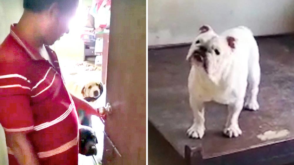 পার্থর ফ্ল্যাটে সারমেয়দের দেখতে গেল পুলিশ।