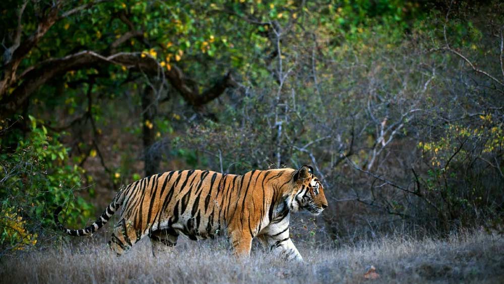 তাঁর ঘোষণার প্রথমেই ছিল সুন্দরবন। দক্ষিণ ২৪ পরগনা ভেঙে তৈরি হবে নতুন এই জেলা।