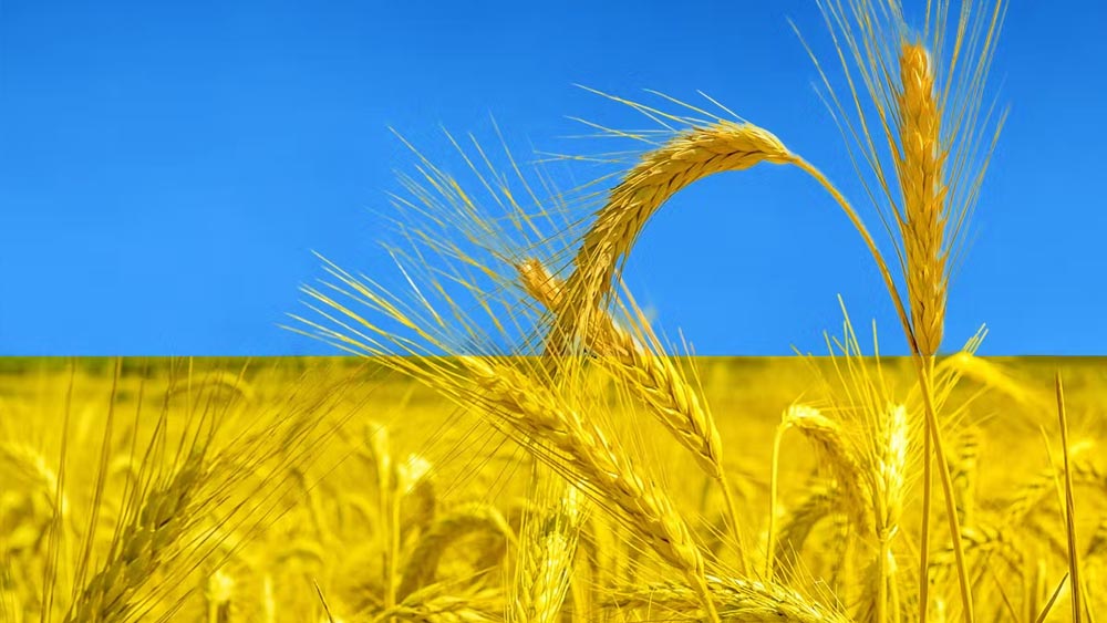 স্বাভাবিক ভাবেই বিশ্ববাজারে এ বার গমের দামেও এর প্রতিফলন দেখা যাবে। অন্য দিকে, বিশ্বে শস্য রফতানিকারী দেশের তালিকায় বেশ উপরের দিকেই রয়েছে ইউক্রেন।