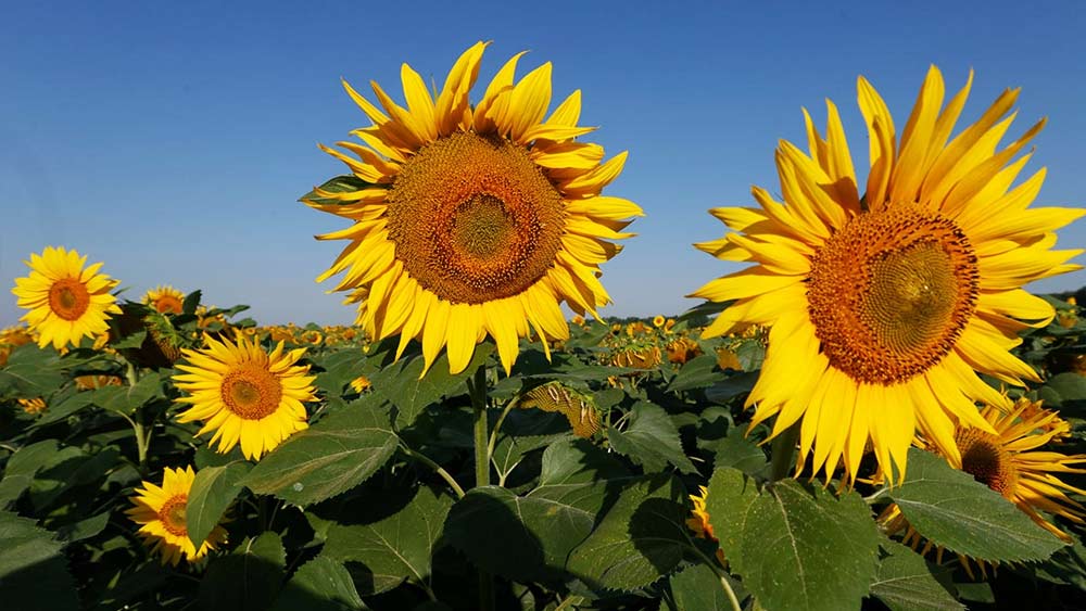 এ বার আসা যাক ভারতের কথায়। ২০২০-’২১ অর্থবর্ষে বিদেশ থেকে ২১.৭৬ লক্ষ টন সূর্যমুখী তেল আমদানি করেছিল ভারত। তবে ২০২১-’২২ তা কমে দাঁড়ায় ২০.৪৫ লক্ষ টন। আর্থিক মূল্যে তা ছিল যথাক্রমে ১৯৬ কোটি ডলার এবং ২৮৮ কোটি ডলার। এই আমদানিকৃত শস্যর বেশির ভাগ এসেছিল ইউক্রেন থেকে।