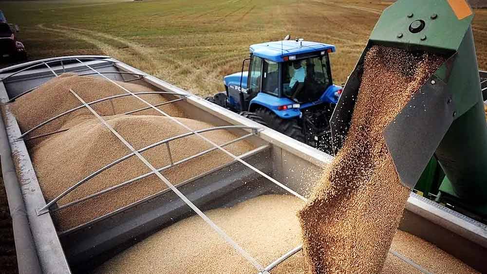 কৃষ্ণসাগরের বন্দর দিয়ে আবারও শস্যপণ্যের জাহাজ চলাচলে কতটা পার্থক্য হবে? এই মুহূর্তে ইউক্রেন ছাড়াও রোমানিয়া, বুলগেরিয়া এবং তুরস্কের বন্দর ব্যবহার করে শুরু হয়েছে পণ্য পরিবহণ। একে স্বাগত জানিয়েছেন এক সরকারি আধিকারিক। তাঁর দাবি, পরিস্থিতি ধীরে ধীরে স্বাভাবিক হবে। অন্য দিকে, ওডেসা-সহ অন্যান্য ইউক্রেনীয় বন্দর থেকে সরাসরি পণ্য এলে তাতে সূর্যমুখী তেলের থেকেও প্রাধান্য পাবে গম এবং ভুট্টা।