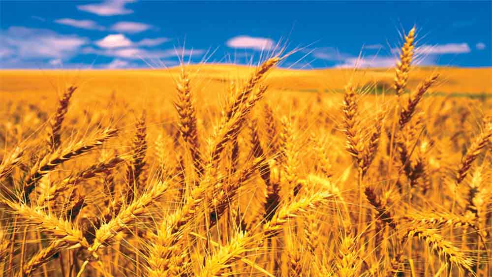 সোমবার ওই জাহাজযাত্রা শুরু হতে না হতেই শুক্রবারের মধ্যে আন্তর্জাতিক বাজারে গমের দাম পড়তির দিকে। শুক্রবার থেকে শিকাগো বোর্ড অব ট্রেড কমোডিটিস এক্সচেঞ্জে প্রতি টন তা ২৩৫৫৪.৮৯ টাকা থেকে ২২২৭২.৩৪ টাকায় নেমে গিয়েছে।