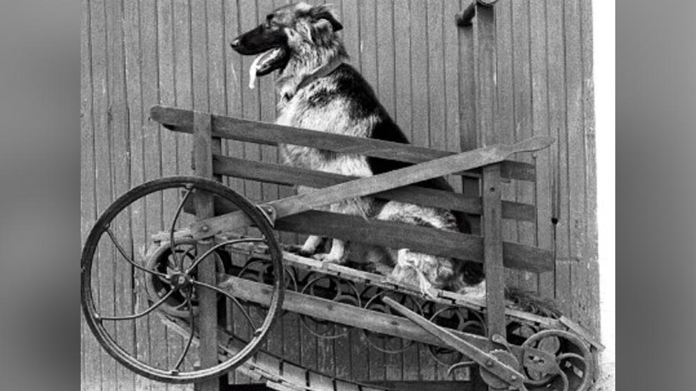 আঠারোশো শতকের দ্বিতীয়ার্ধে ঘর-গেরস্থালির কাজেও ট্রেডমিলের প্রবেশ ঘটে গিয়েছিল। তবে আকারে তা ছিল বেশ ছোট। কুকুর, ভেড়া, ছাগলের মতো গৃহপালিতদের দিয়ে চালানো হত ট্রেডমিল। ঘরের চৌহদ্দিতে মাখন তৈরি করা, দুধ থেকে ক্রিম আলাদা করতে বা পাথর ভাঙার কাজেও লাগানো হত ট্রে়ডমিলকে।