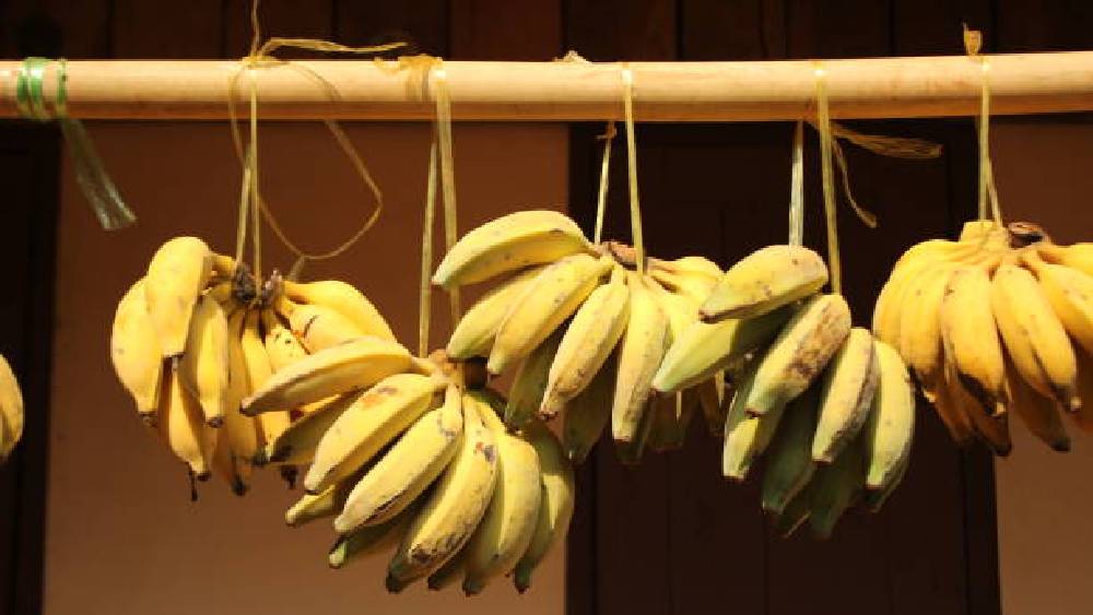 কলা ঝুলিয়ে রাখলে দেরিতে পাকে।