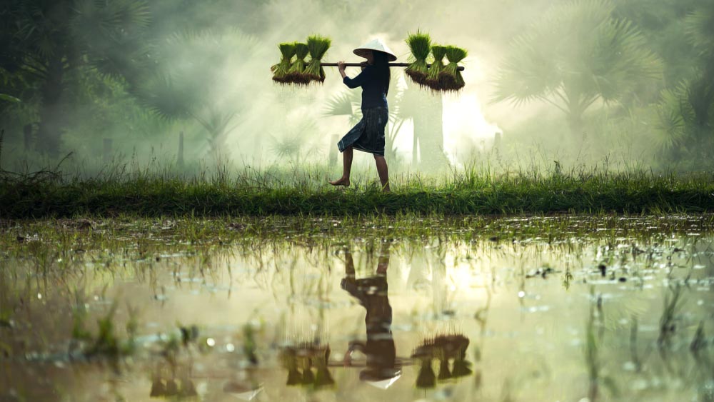 সত্তরের দশকে কেরলের ৮.৩ বর্গ কিলোমিটারের বনাঞ্চলে একটি জলবিদ্যুৎকেন্দ্র গড়তে চেয়েছিল সে রাজ্যের সরকার। সরকারের দাবি ছিল, তাতে ঘাটতি মিটবে বিদ্যুতের। পাশাপাশি, রাজ্যের যুবক-যুবতীদের কর্মসংস্থান হবে। তবে ৮০ বছরের এক লড়াকু বৃদ্ধার অনড় মনোভাবে কাছে হার মেনেছিল রাজ্য প্রশাসন।