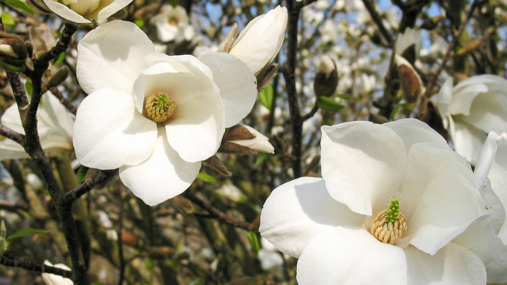 ভাইবোন মিলিয়ে জানকীরা ছিলেন ১৯ জন। তাঁদের সকলেরই সময় কাটত বাড়ির বাগানে। শখ করে সে বাগান করেছিলেন জানকীর বাবা। সেই সঙ্গে উত্তর মালাবার অঞ্চলের পাখিদের সম্পর্ক দু’টি বইও লিখেছিলেন তিনি। গাছপালা, পশুপাখির প্রতি বাবার এই টানই বোধহয় জানকীর মধ্যে সঞ্চারিত হয়েছিল। অন্তত, জানকীর ভাইঝি গীতার তেমনই দাবি।