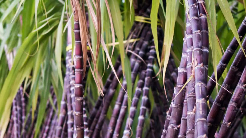 বস্তুত, জানকীর গবেষণার জেরেই এ দেশের আবহাওয়ায় ক্রস-ব্রিডের আখ উৎপন্ন করা করা গিয়েছিল। যাতে শর্করার মাত্রা তুলনামূলক ভাবে বেশি ছিল।