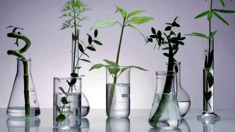 বিএসআইতে কাজ করার সময় বিপন্ন দেশীয় গাছগাছালি রক্ষায় মন দিয়েছিলেন জানকী। দেশীয় গাছগাছালি সংগ্রহে স্থানীয়দের জ্ঞানের উপরেই ভরসা করতেন তিনি।