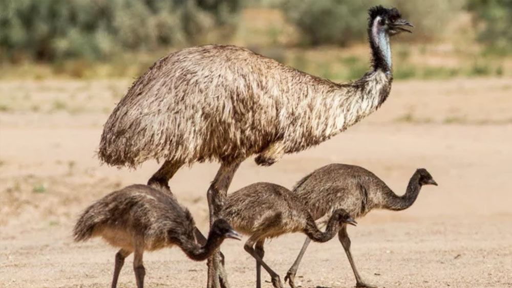 মহামন্দার সময় অস্ট্রেলীয় কৃষকদের ক্ষেতে হানা দিয়েছিল এমু পাখিরা। একটি দু’টি নয়, ঝাঁকে ঝাঁকে প্রায় ২০ হাজার এমুর হানায় ক্ষেতের ফসল নষ্ট হতে বসেছিল। প্রজননের সময় ঝাঁকে ঝাঁকে এমুর ঢল নেমেছে পশ্চিম অস্ট্রেলিয়ার বিভিন্ন ক্ষেতে। তাদের রুখতে অস্ত্র তুলে নেন কৃষকেরা।