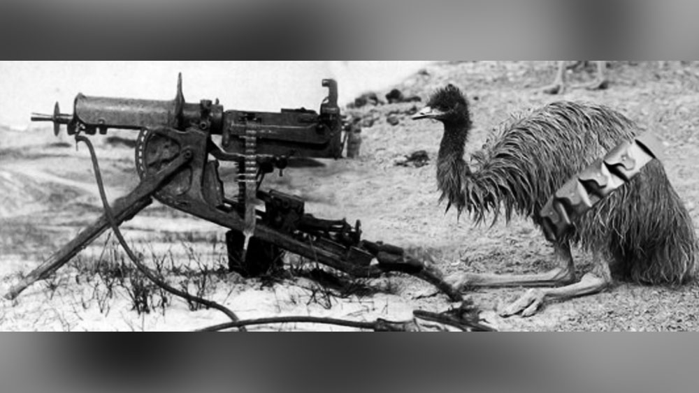 সরকারের কাছে সেই কৃষকদের আর্জি ছিল, এমু পাখিদের হঠাতে আবারও অস্ত্র তুলে নেওয়ার অনুমতি দেওয়া হোক তাঁদের। কৃষকদের আর্জিতে সাড়া দিয়েছিল অস্ট্রেলিয়া সরকার।