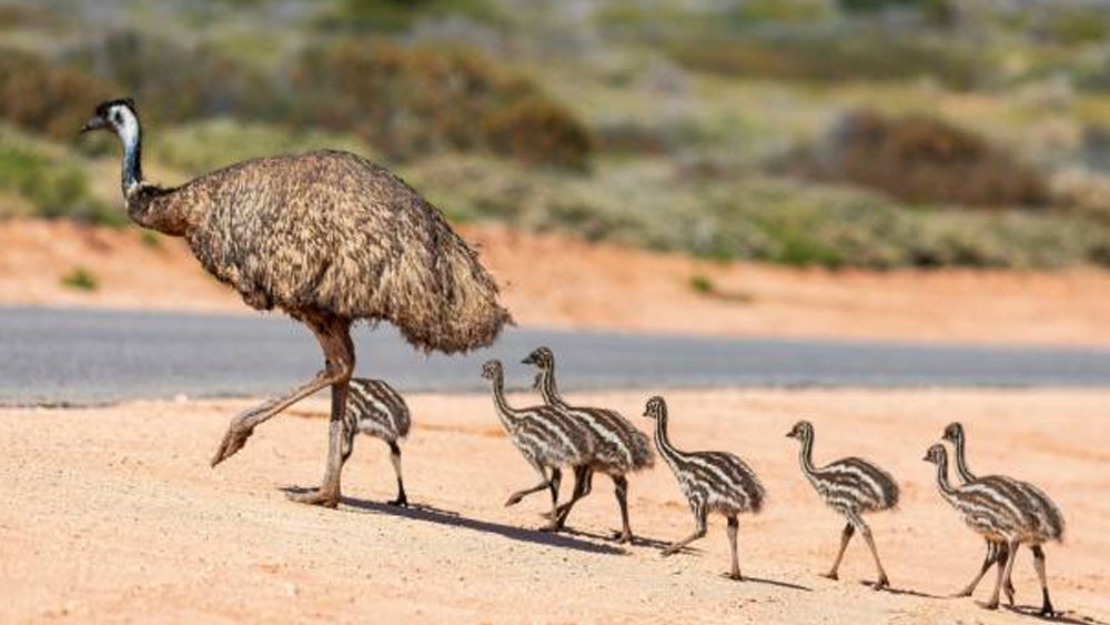 ১৯৩২ সালের নভেম্বরের গোড়ায় শুরু হয়েছিল ‘দ্য গ্রেট এমু ওয়ার’। প্রথম রাউন্ডে সাময়িক জয়ের স্বাদ পেলেও পরের দিকে পিছু হঠতে বাধ্য হয়েছিলেন অস্ত্রধারীরা।