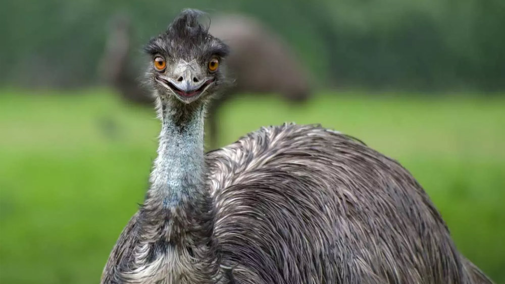 প্রথম রাউন্ডে খান পঞ্চাশেক এমু পাখির ঝাঁক লক্ষ্য করে মেশিনগান চালিয়েছিলেন কৃষকেরা। বেশ কতগুলি এমুকে মেরেও ফেলেন তাঁরা। এর পর এমুর দল ছড়িয়েছিটিয়ে গিয়েছিল।