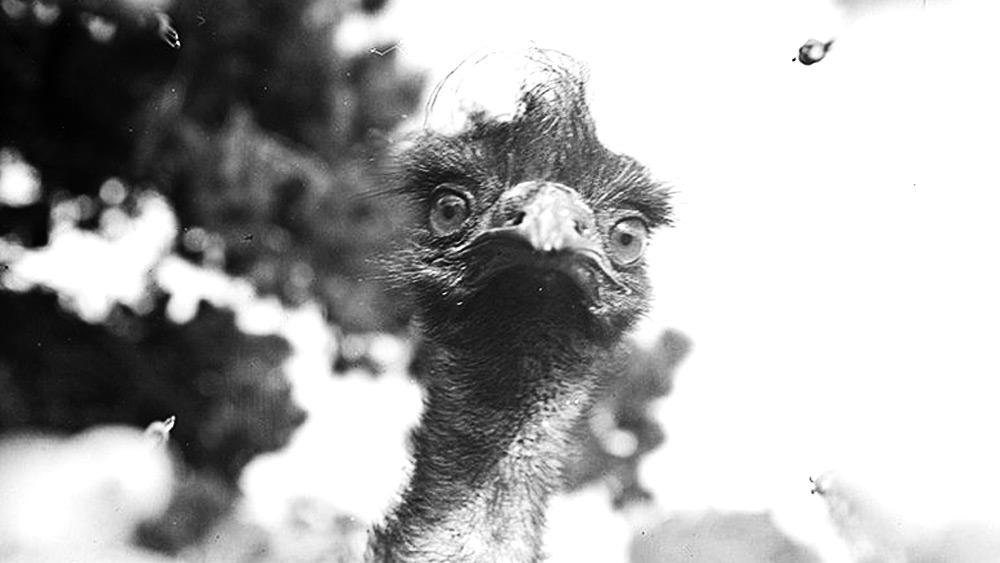 দ্বিতীয় রাউন্ডে শত্রুপক্ষের কড়া মোকাবিলার মুখে পড়েছিলেন অস্ট্রেলীয় কৃষকেরা। দিন কয়েক পরে হাজারখানেক এমু হানা দেয় পশ্চিম অস্ট্রেলিয়ার ক্ষেতে। তবে মেশিনগান বিকল হয়ে পড়ায় সে যাত্রায় এমুদের জয় হয়।