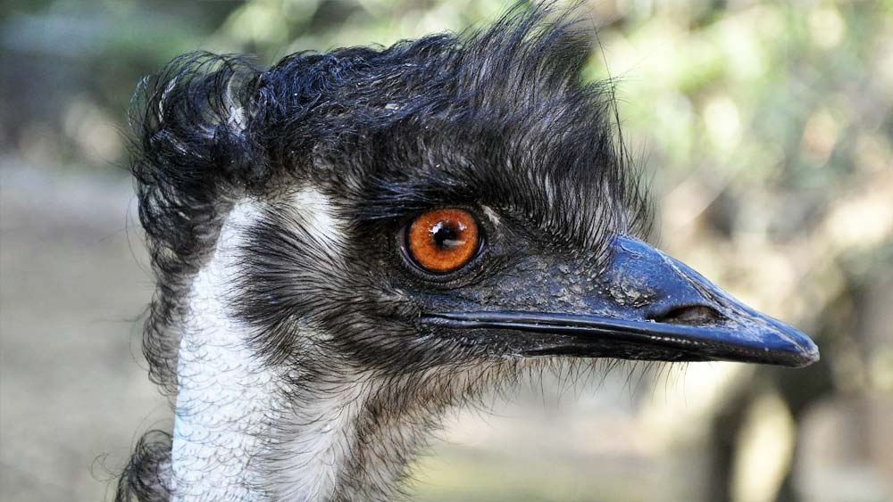 যুদ্ধের শেষ পর্বের বর্ণনা দিতে গিয়ে অস্ট্রেলীয় পক্ষিবিদ ডিএল সার্ভেন্টি লিখেছিলেন, ‘পয়েন্ট ব্ল্যাঙ্ক রেঞ্জ থেকে গুলিচালনার স্বপ্ন অধরাই থেকে গিয়েছিল মেশিনগানারদের।’
