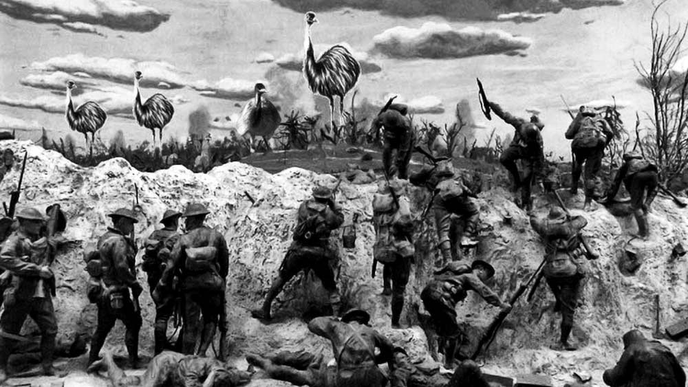 অস্ত্রধারীদের বিরুদ্ধে গেরিলা যুদ্ধের কৌশল নিয়েছিল এমু পাখিরা। অস্ট্রেলীয় পক্ষিবিদ আরও লিখেছেন, ‘এমুদের নেতৃত্ব গেরিলা যুদ্ধের পথে এগোনোর নির্দেশ দিয়েছিল। নড়াচড়ায় অসুবিধা হলেও এমুদের আর্মি ছোট ছোট ইউনিটে বিভক্ত হয়ে যায়। এই ভাবে তারা অস্ত্রধারীদের আক্রমণকে অর্থহীন করে দেয়। মাসখানেকের মধ্যে ক্ষেতের সেনাবাহিনী হতাশ হয়ে পড়ে যুদ্ধ প্রত্যাহার করে নেয়।’