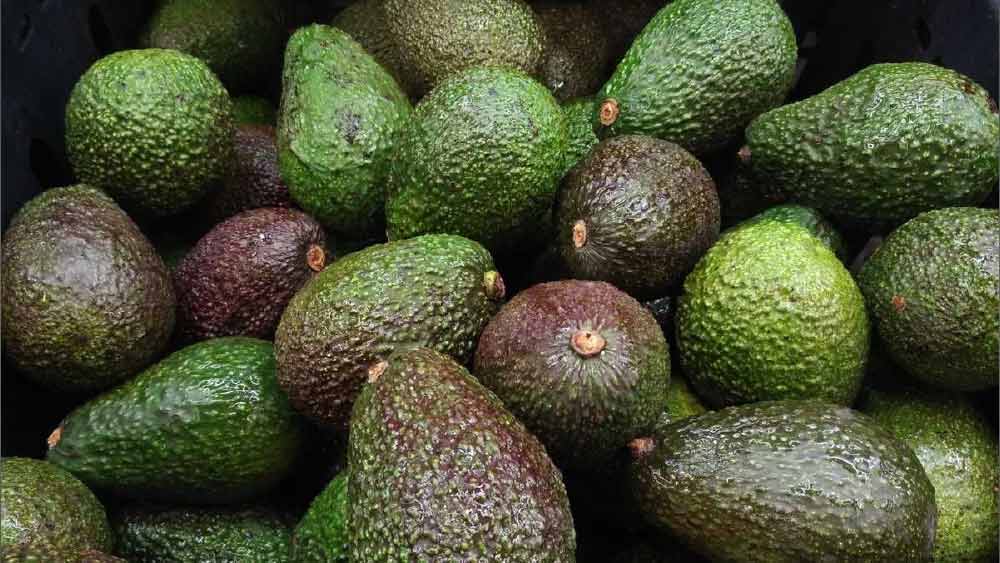 গল্প মনে হলেও এই ঘটনা বাস্তবেই ঘটেছিল। একটি অ্যাভোকাডো নিয়ে একটি নয় পর পর দু’টি ব্যাঙ্ক লুট করেন দক্ষিণ ইজরায়েলের এক ব্যক্তি।