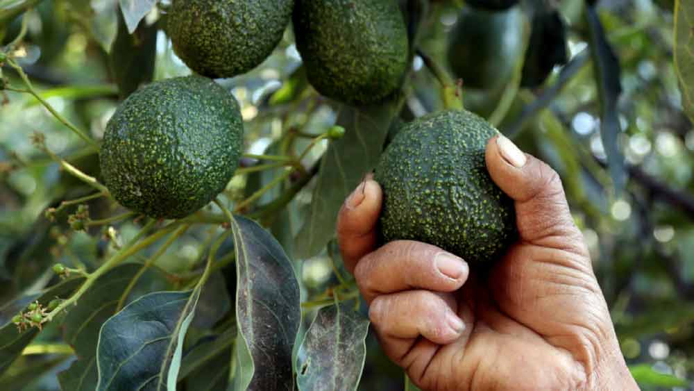 কী ভাবে শুধু মাত্র একটি ফলের জোরে ব্যাঙ্ক ডাকাতি করে নিয়ে পালিয়ে যান ডাকাত?