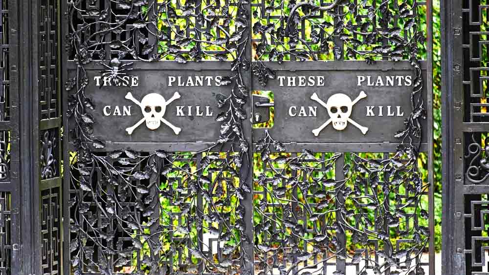 বাগানের সামনে কালো রঙের লোহার দরজা। দরজার মাঝে ইংরেজি অক্ষরে লেখা ‘দিজ প্ল্যান্টস ক্যান কিল’। লেখার সঙ্গে কঙ্কালের মুখ, হাড়ের চিহ্ন দিয়ে ক্রস সাইন করে কাটা রয়েছে। সাধারণত, বিপজ্জনক জায়গা এড়িয়ে চলার চিহ্ন হিসাবে কঙ্কালের এই মুখ ব্যবহার করা হয়।