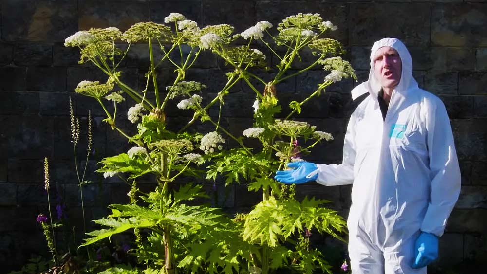 হাতে গ্লাভস, মুখে মাস্ক এবং পরনে অ্যাপ্রন— এই পোশাকেই বাগানের ভিতর ঢোকার অনুমতি রয়েছে। খালি হাতে কোনও গাছের পাতায় হাত দিলে বা কোনও ফুলের গন্ধ শুঁকলে মানবদেহে তা ক্ষতিকর প্রভাব ফেলে।