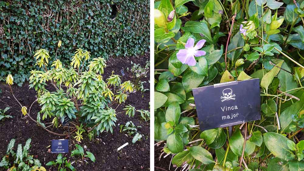 এই বাগানে মোট ১০০ প্রজাতির বিষধর গাছ রয়েছে। ‘পয়জন গার্ডেন’-এর এক ট্যুর গাইড ডিন স্মিথ জানান, বাগানে ঢোকার আগে সকলকে খুব ভাল করে নিয়মগুলি বলে দেওয়া হয়।