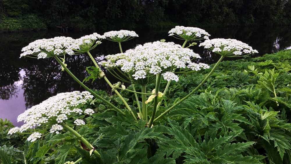 এই বাগানে জায়েন্ট হগউইড বলে এক ধরনের গাছ রয়েছে যার উচ্চতা আট ফুট। এই গাছের পাতার সঙ্গে চামড়ায় ঘষা লাগলে ঘা হয়ে যেতে পারে। সাত বছর পর্যন্ত এই ঘা থাকতে পারে।