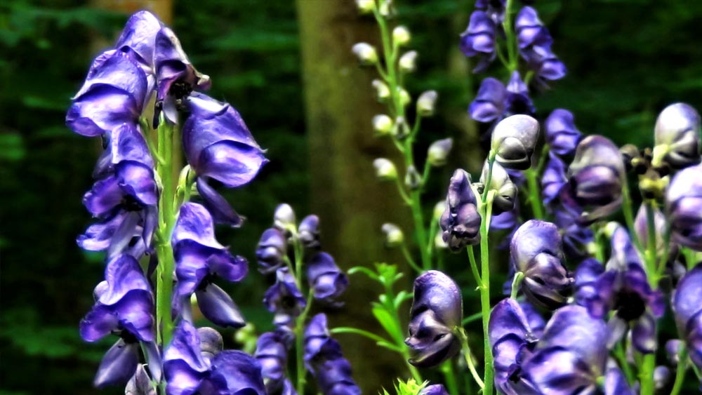 মঙ্কসহুড গাছ যখন নীল রঙের ফুলে ভরে ওঠে তখন গাছটি অপূর্ব সুন্দর রূপ নেয়। কিন্তু এই গাছের শুধু ফুল নয়, সম্পূর্ণ গাছটিই বিষাক্ত। এই গাছের বেরি ফলগুলি কাউকে খাওয়ানো হলে তাঁর মৃত্যু অবশ্যম্ভাবী।