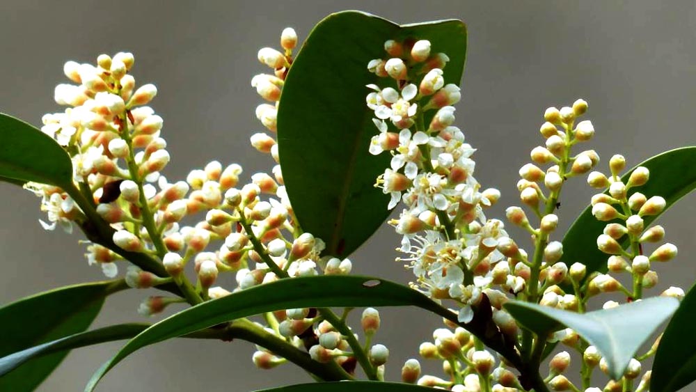 লরেল গাছ থেকে সায়ানাইড নিঃসৃত হয়। নির্দিষ্ট পরিমাণ সায়ানাইড এক বার শরীরে প্রবেশ করলে কয়েক মিনিটের মধ্যেই ব্যক্তিটি মারা যান।