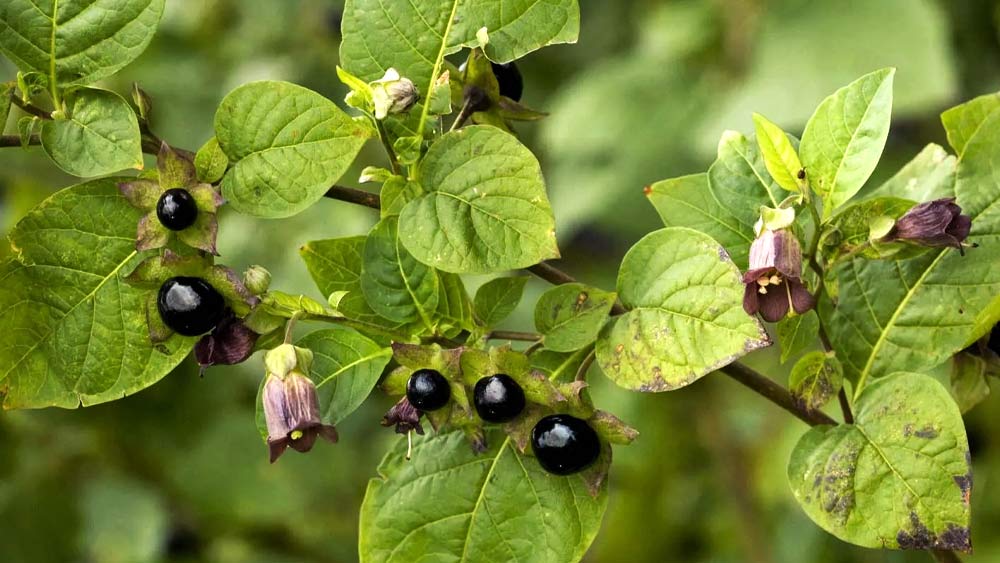 অ্যাট্রোপা বেলাডোনা গাছে যে বেরি ফল জন্মায়, কোনও শিশু এই বেরি পর পর চারটি খেলেই তাকে মৃত্যুর হাত থেকে বাঁচানো যাবে না।