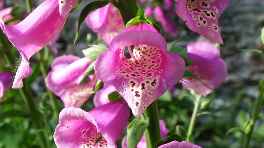 তখন থেকেই এই বাগানে সব রকম বিষাক্ত গাছের চাষ করা হয়। ব্রিটেনের আবহাওয়ায় এই গাছগুলি বেড়ে ওঠার জন্য উপযুক্ত।