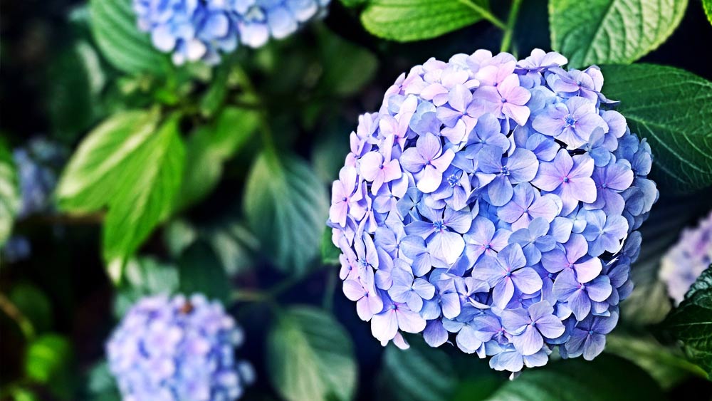 এমন কি, লোকের বাড়িতে বাগানের আনাচে-কানাচেও এই গাছগুলি গজিয়ে ওঠে। কিন্তু বেশির ভাগ ক্ষেত্রেই দেখা যায়, এই গাছের অপকারিতা সম্পর্কে লোকজন অবগত নয়।