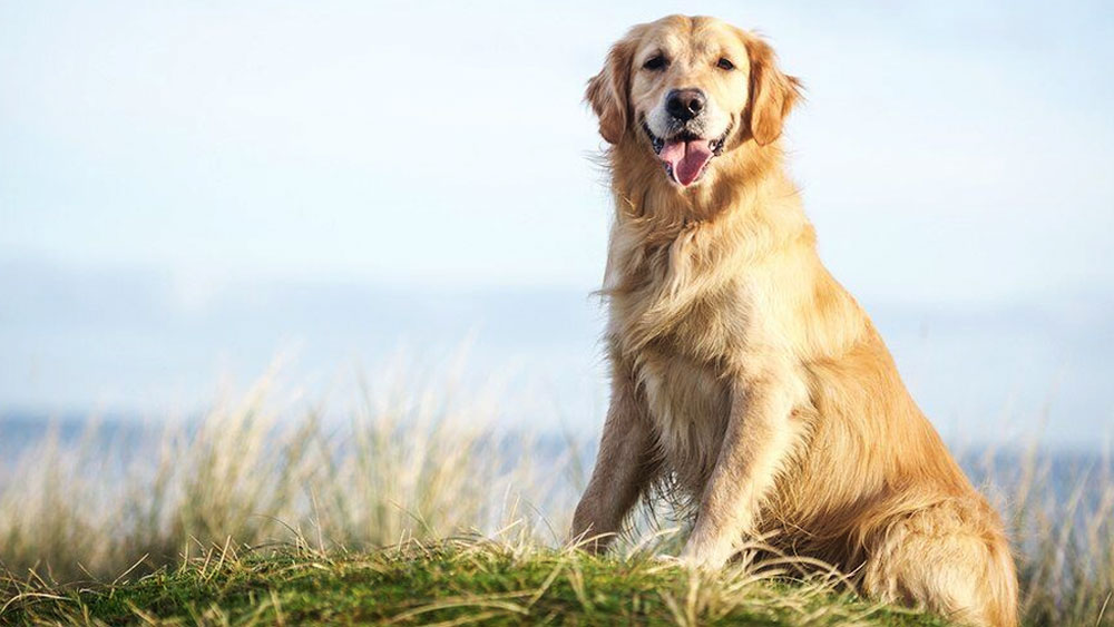 গোল্ডেন রিট্রিভারটি কিছু ক্ষণ একা থাকার পর সান্তিয়াগোর খোঁজে বেরিয়ে পড়ে।