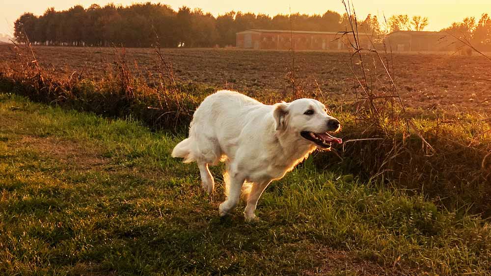 টানা ন’দিন ধরে সে প্রায় ১০০ কিলোমিটার রাস্তা পার করে একটি সমুদ্রসৈকতে এসে পৌঁছয়।