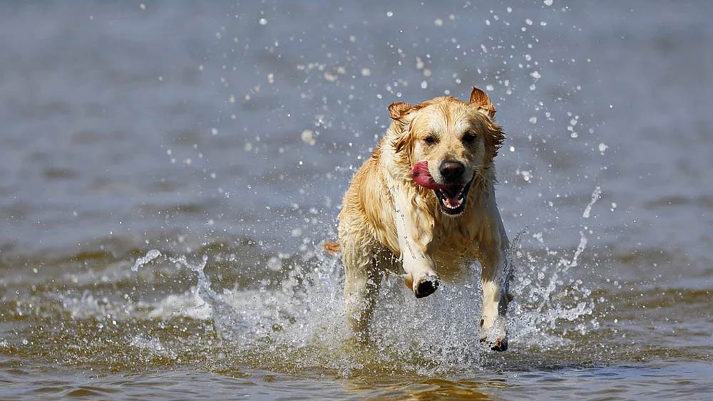 সেখানেই সান্তিয়াগোর দেখা মেলে। ঘুরতে এসে আনন্দে আত্মহারা সান্তিয়াগো। কিন্তু হঠাৎ তিনি খেয়াল করেন, সমুদ্রসৈকতে দাঁড়িয়ে রয়েছে তাঁর পোষ্য।