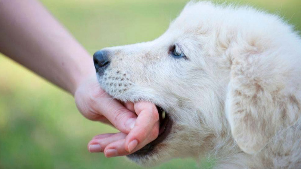 কিন্তু কুকুরটিকে জড়িয়ে ধরতেই চিৎকার করে ওঠেন সান্তিয়াগো। তাকে এ ভাবে ছেড়ে গিয়েছে বলে সান্তিয়াগোর গায়ে কামড় বসিয়ে দেয় কুকুরটি।