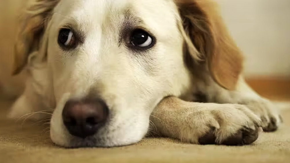 কামড়ানোর পর সান্তিয়াগোর কোল ছাড়িয়ে ফিরে যায় সেই গোল্ডেন রিট্রিভার। জানা যায়, পরে তাকে অন্য একটি পরিবার নিজেদের কাছে নিয়ে রাখেন।