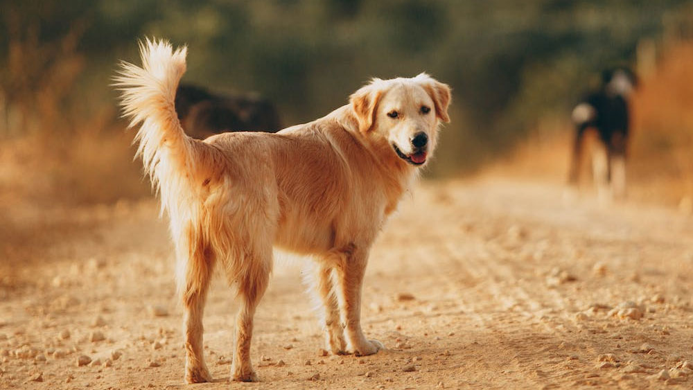 কিন্তু অনেকের মতে, এই ঘটনা সত্য নয়। একটি ওয়েবসাইটে বিনোদনের জন্য মনগড়া কাহিনি লেখা হয়েছিল।