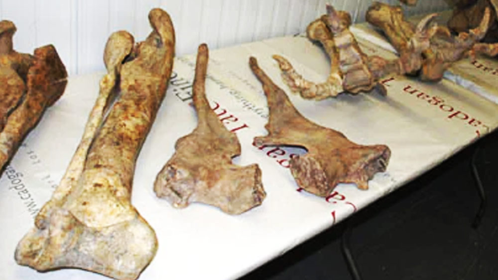 পরে ওই এলাকা থেকে আরও জীবাশ্মের সন্ধান পান তাঁরা। গবেষণা চলাকালীন বিজ্ঞানীরা এই অজানা জন্তুর নাম দেন ‘প্রিডেটর এক্স’। 