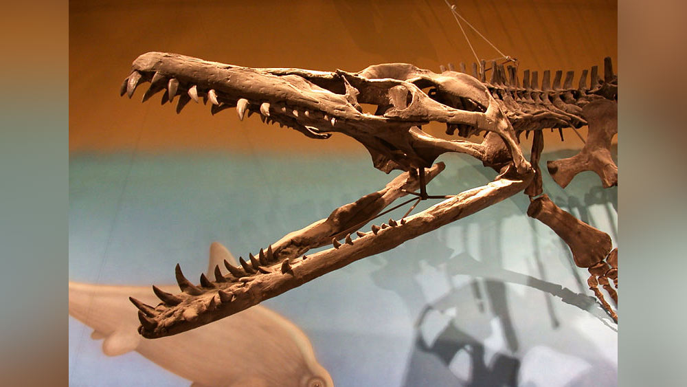 প্রত্নতত্ত্ববিদ ও বিজ্ঞানীরা এত বড় সরীসৃপের অস্তিত্ব ছিল ভেবেই চমকে যান। পরীক্ষা করে জানা যায়, এটি জুরাসিক যুগের প্রাণী।