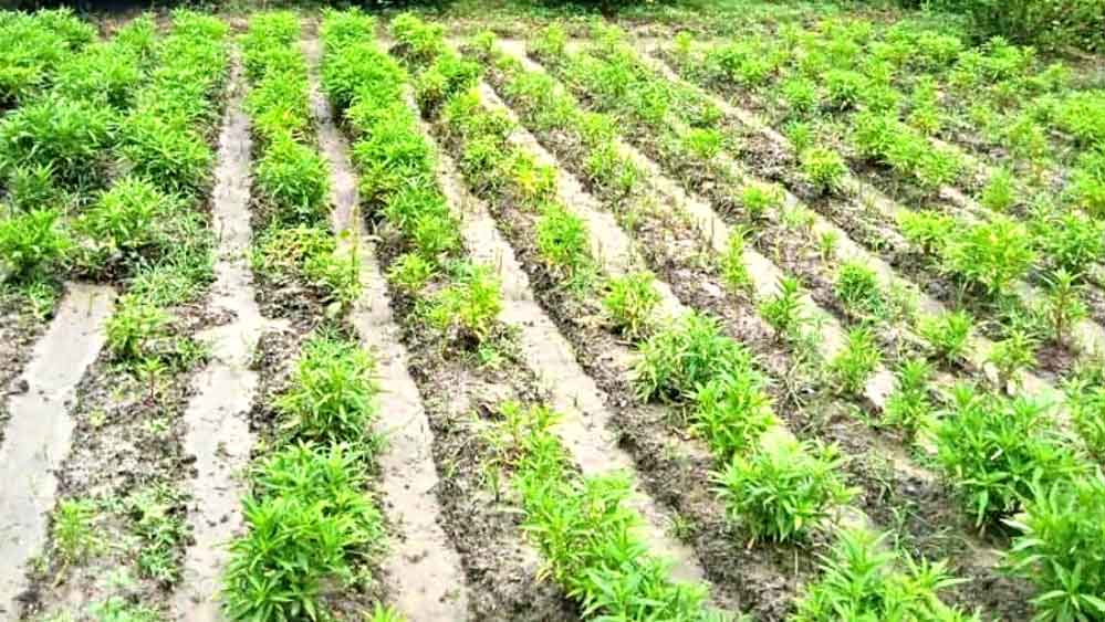 Flower farming is getting interrupted due to bad weather