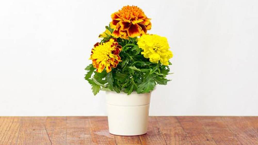 এমন কিছু গাছ আছে যেগুলি ঘরে রাখলে মশার উপদ্রব কমে। 