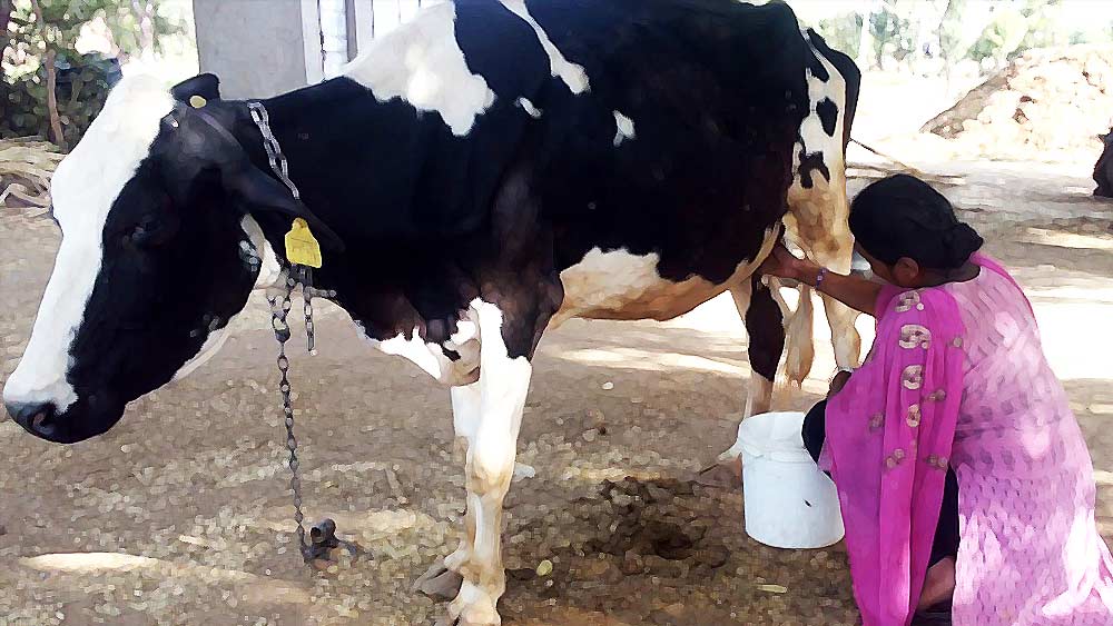 শুনানি চলাকালীন প্রত্যেক অভিযুক্তকেই শনাক্ত করেছিলেন বিলকিস। জানিয়েছিলেন, অভিযুক্তেরা সকলেই তাঁর পরিচিত। গত কয়েক বছর ধরে তাঁর এবং তাঁর পরিবারের থেকে দুধ কিনতেন অপরাধীরা। 